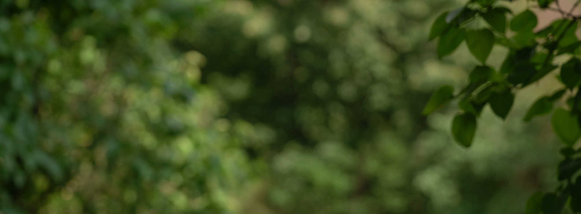 The image shows a close-up of a tree with green leaves against a blurred background.